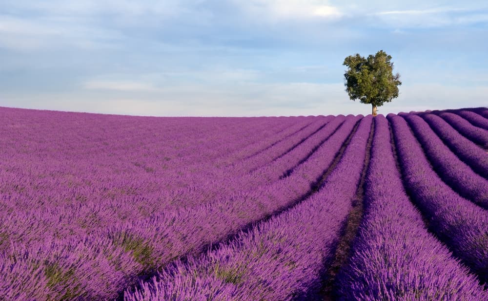 Lavender Fields Of Provence, France