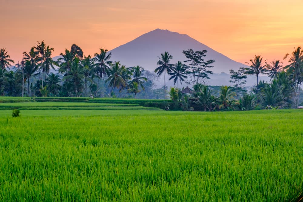 Ubud ricefield landscape in Bali, Indonesia