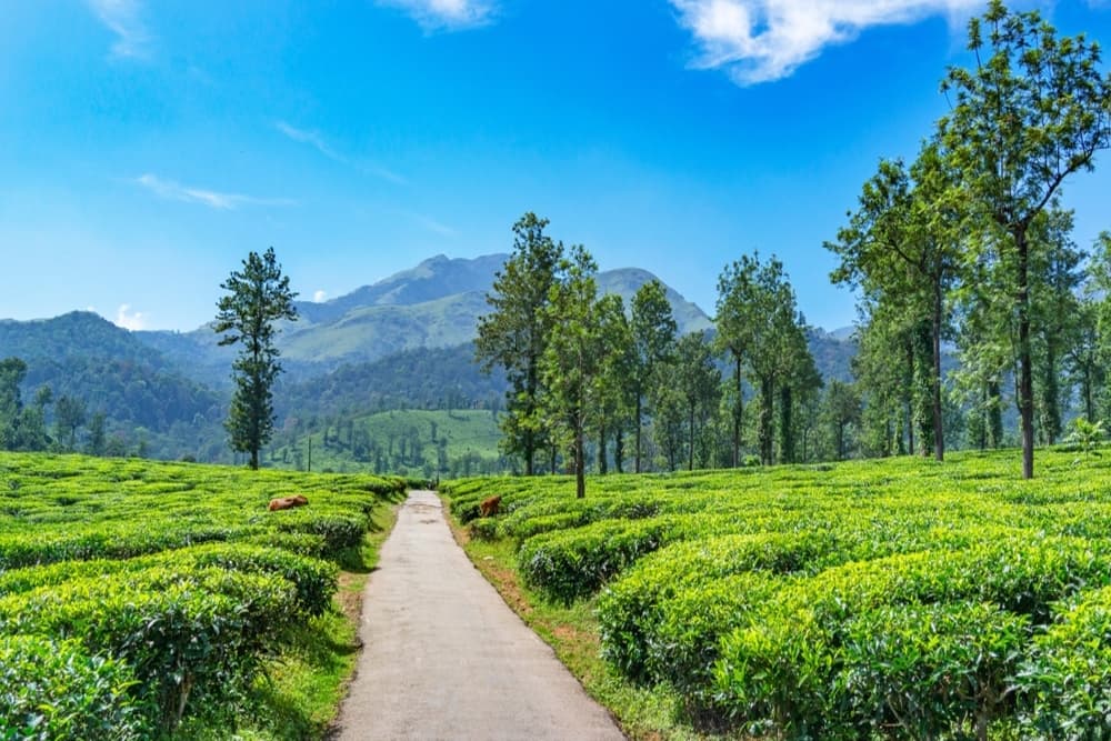 Wayanad Tea Plantation, Meppadi, Kerala